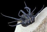 Alien Dicranurus Trilobite - Free-Standing Spines #108780-2